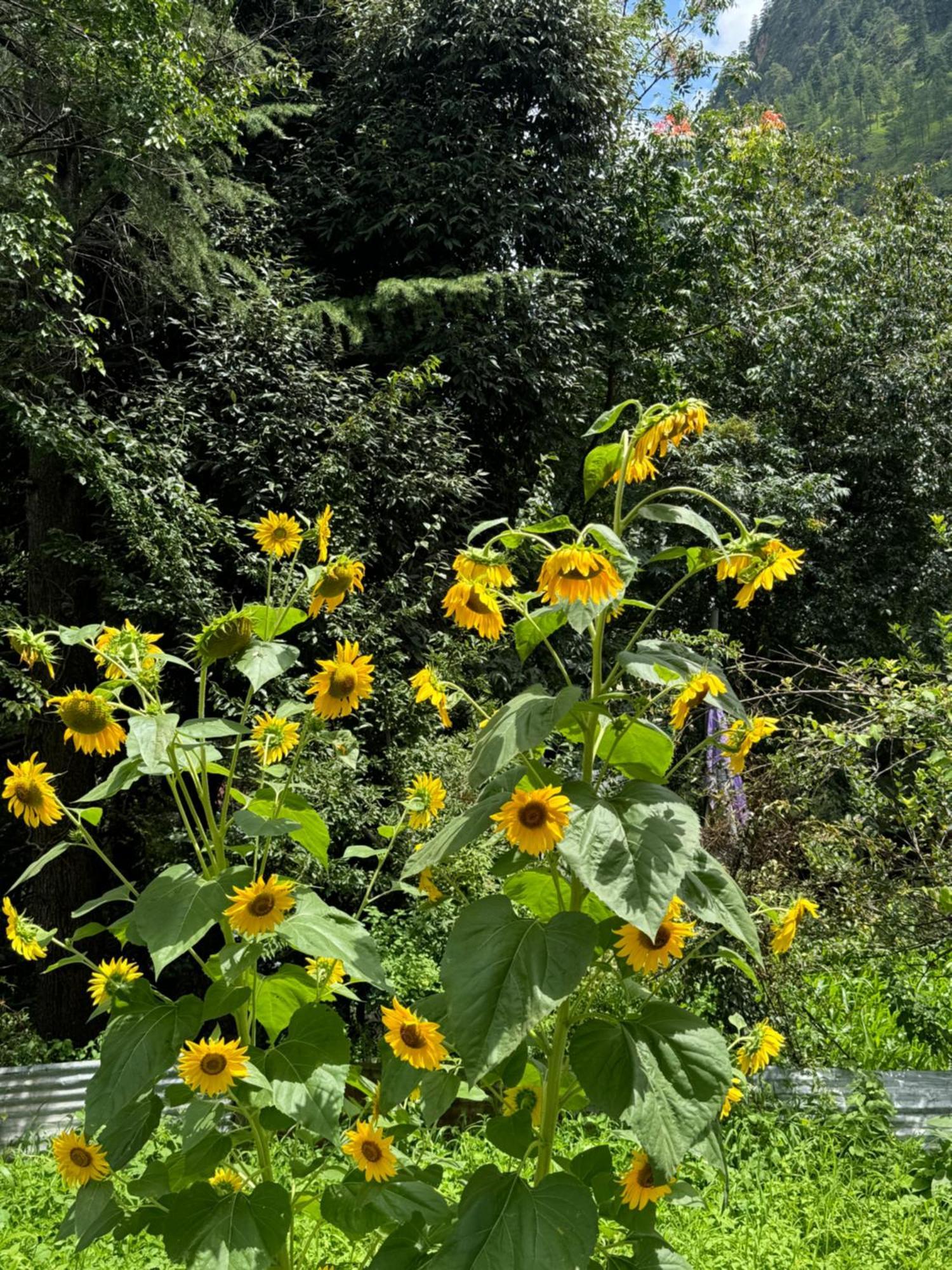 Delight Homestay Kasol Esterno foto